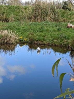 Kırsaldaki küçük nehirde güzel bir martı. Bankalar doğal olarak su bitkileri ve çalılarla kaplıdır..