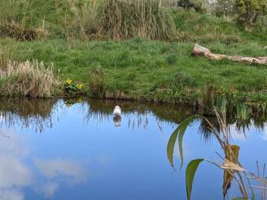Kırsaldaki küçük nehirde güzel bir martı. Bankalar doğal olarak su bitkileri ve çalılarla kaplıdır..