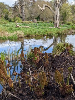 Kırsaldaki küçük nehirde güzel bir martı. Bankalar doğal olarak su bitkileri ve çalılarla kaplıdır..