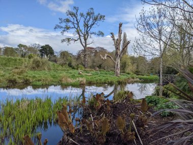 Kırsaldaki küçük bir nehrin yemyeşil bitkileri. Bankalar doğal olarak su bitkileri ve çalılarla kaplıdır..