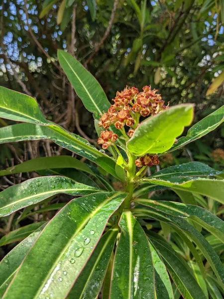 Ağaçta yetişen güzel tropikal çiçek  