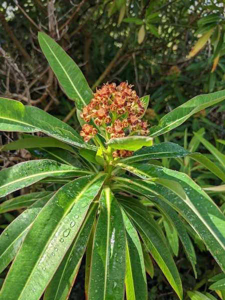 Ağaçta yetişen güzel tropikal çiçek  