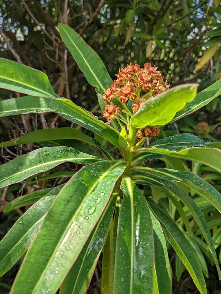 Ağaçta yetişen güzel tropikal çiçek  