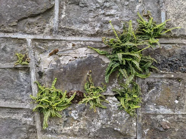 Yeşil bitkiler taş duvarda yetişir.