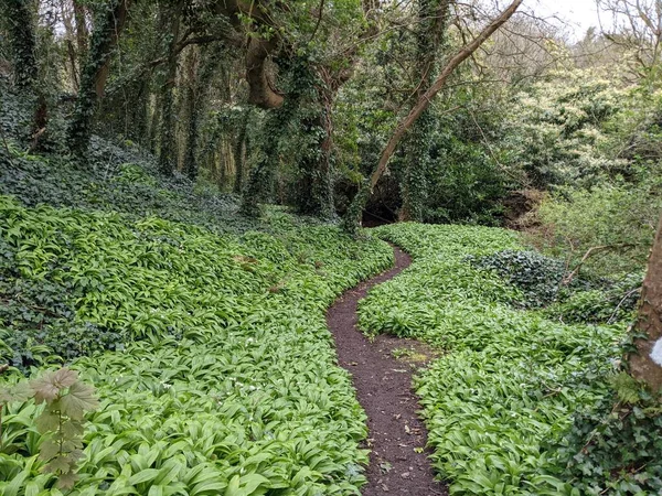 Yeşil bahar ormanında güzel bir patika