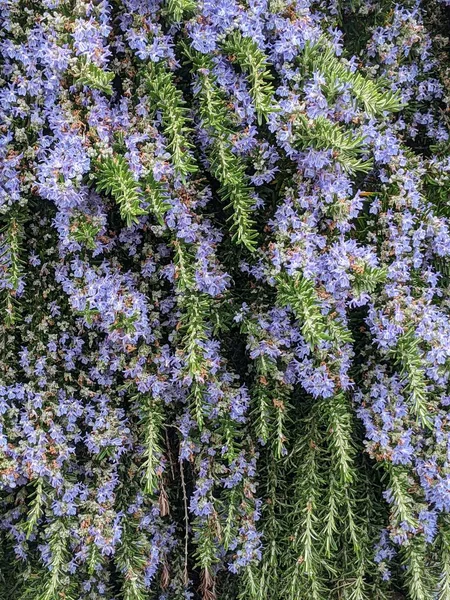 Arbusto Bonito Com Flores Azuis Fundo Natural — Fotografia de Stock