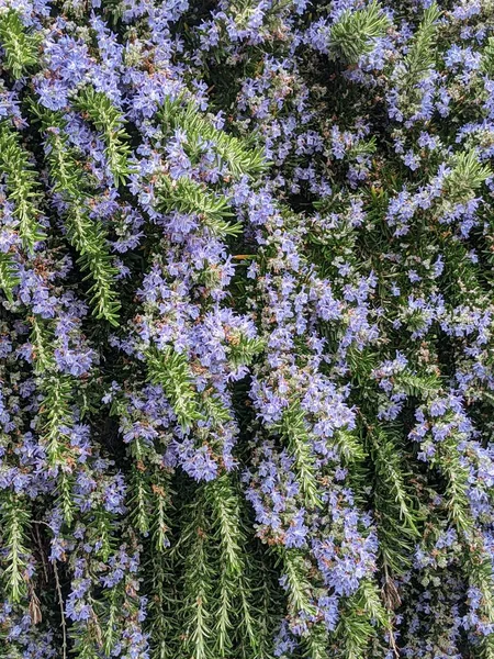 Arbusto Bonito Com Flores Azuis Fundo Natural — Fotografia de Stock