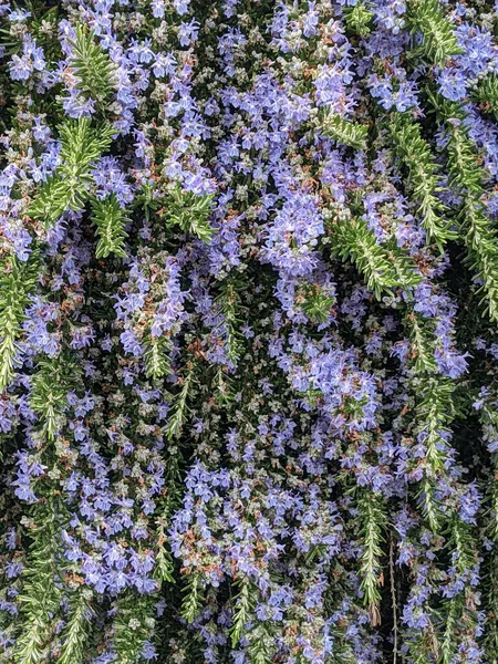 Arbusto Bonito Com Flores Azuis Fundo Natural — Fotografia de Stock