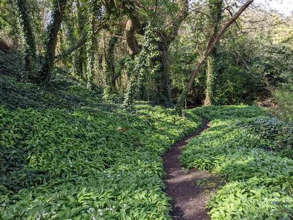 Yeşil bahar ormanında güzel bir patika