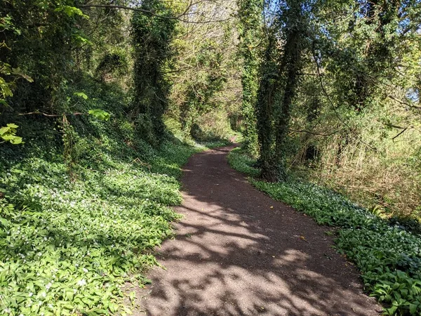 Yeşil bahar ormanında güzel bir patika