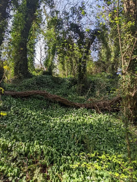 Yeşil yemyeşil ormanın güzel manzarası 
