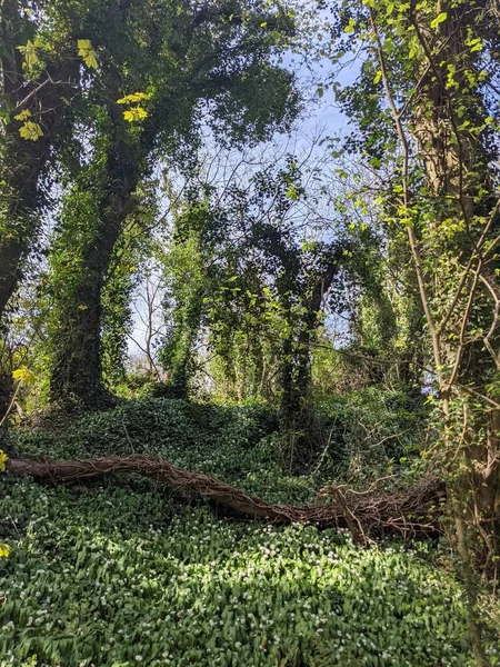 Yeşil yemyeşil ormanın güzel manzarası 