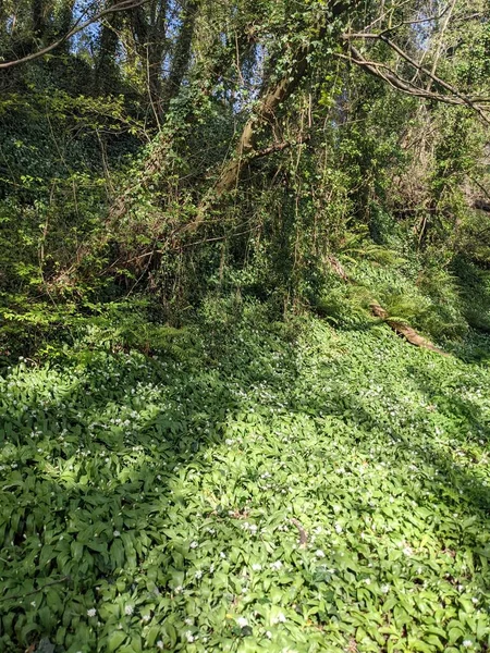 Bahar ormanında yabani çiçekler açıyor.
