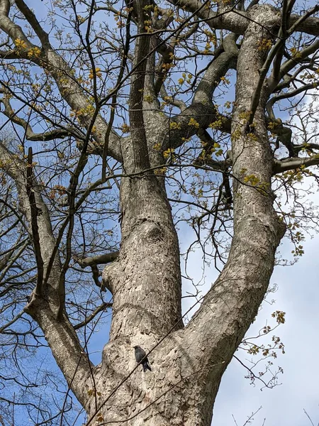 Mavi gökyüzünün arka planında ağaç dalları