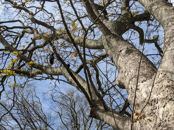 Träd Grenar Bakgrunden Den Blå Himlen — Stockfoto