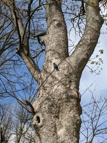 Mavi gökyüzünün arka planında ağaç dalları