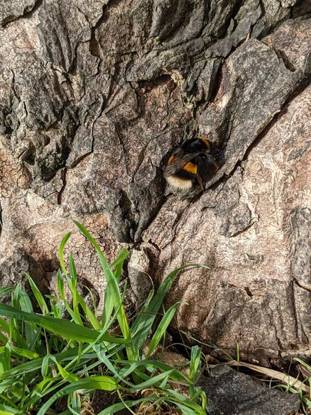 Bumblebee Sitting Rock Macro Photo — Stock Photo, Image
