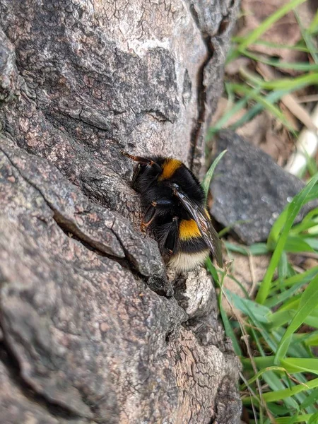 Bumblebee Sitting Rock Macro Photo — Stock Photo, Image