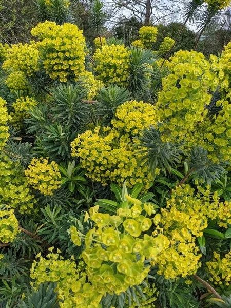 Belles Fleurs Vert Clair Dans Jardin — Photo