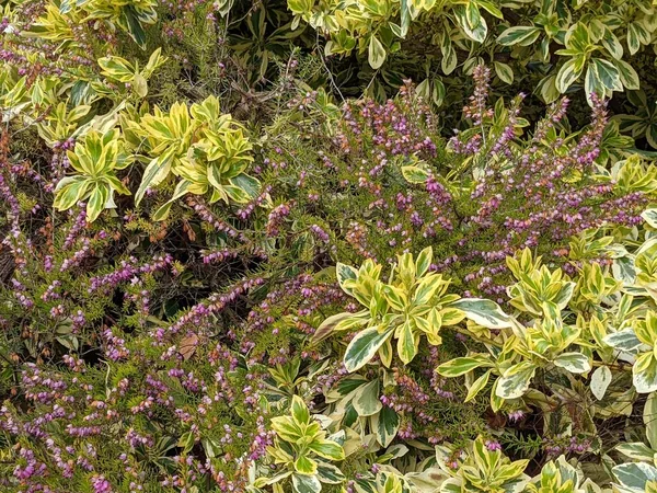 Πράσινο Θάμνο Λουλούδια Στον Κήπο Όμορφο Βοτανικό Πλάνο — Φωτογραφία Αρχείου