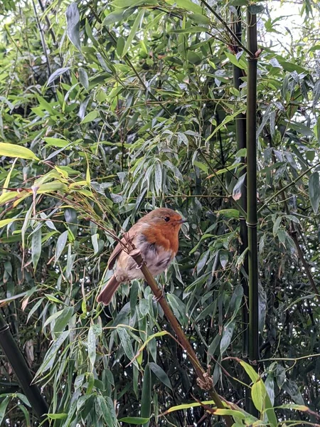 Schöne Aussicht Auf Einen Vogel Auf Einem Ast — Stockfoto