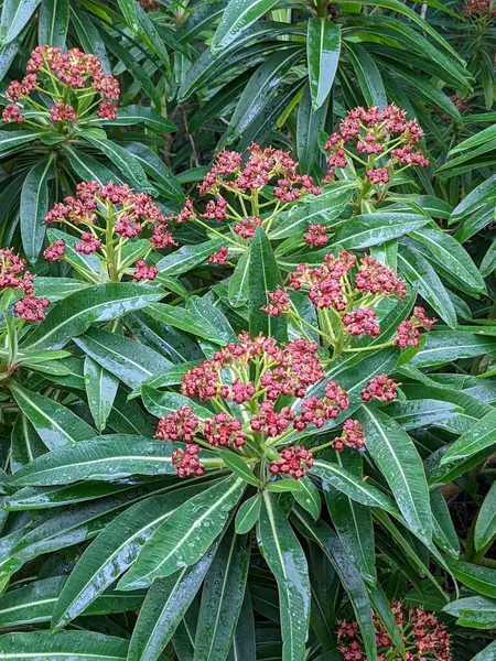 Yeşil ormandaki çiçekli bir çalıya yakın.  