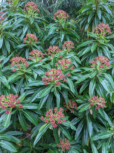 Yeşil ormandaki çiçekli bir çalıya yakın.  