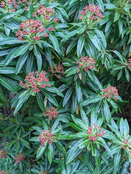 Yeşil ormandaki çiçekli bir çalıya yakın.  