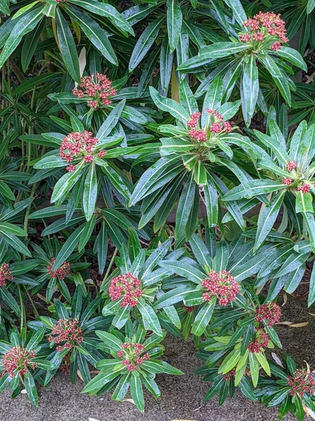 Yeşil ormandaki çiçekli bir çalıya yakın.  