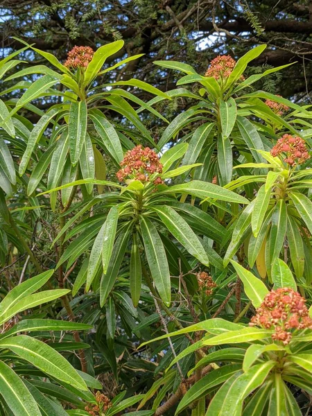 Yeşil ormandaki çiçekli bir çalıya yakın.  
