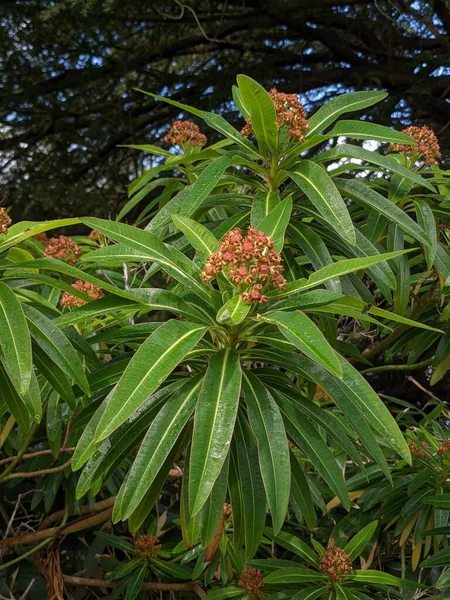 Yeşil ormandaki çiçekli bir çalıya yakın.  