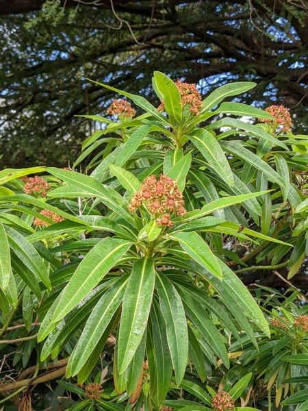 Yeşil ormandaki çiçekli bir çalıya yakın.  