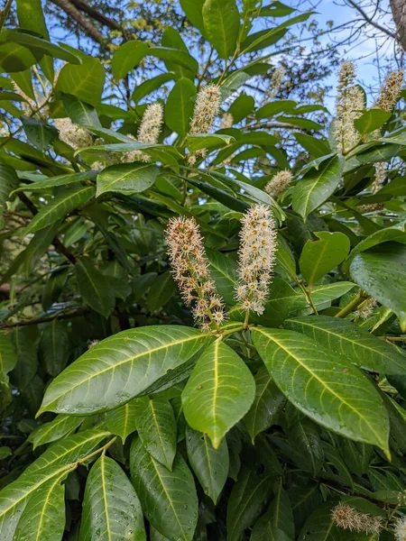 Yeşil bir ormanda, beyaz çiçekli bir çalılığa yakın. 