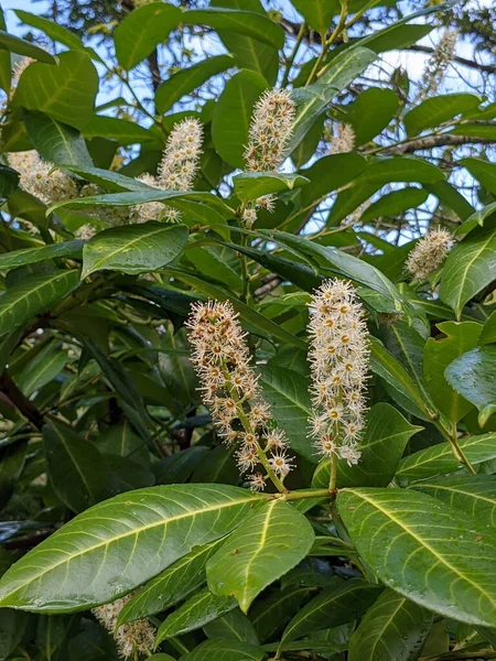 Yeşil bir ormanda, beyaz çiçekli bir çalılığa yakın. 