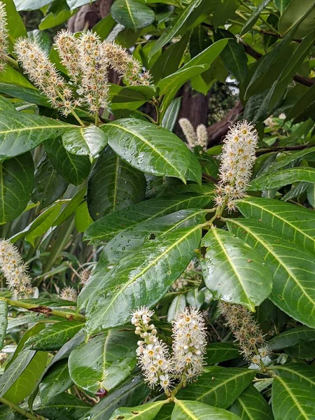 Yeşil bir ormanda, beyaz çiçekli bir çalılığa yakın. 