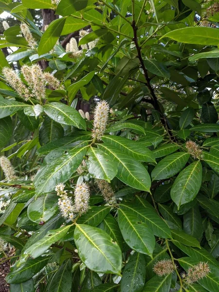 Yeşil bir ormanda, beyaz çiçekli bir çalılığa yakın. 