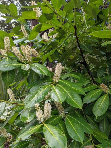 Gros Plan Buisson Avec Des Fleurs Blanches Dans Une Forêt — Photo