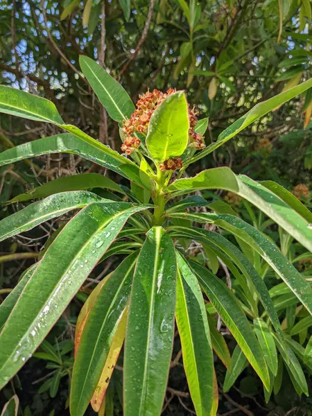 Ağaçta yetişen güzel tropikal çiçek  