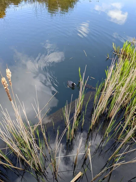 Wilde Eend Het Riviertje Het Platteland — Stockfoto