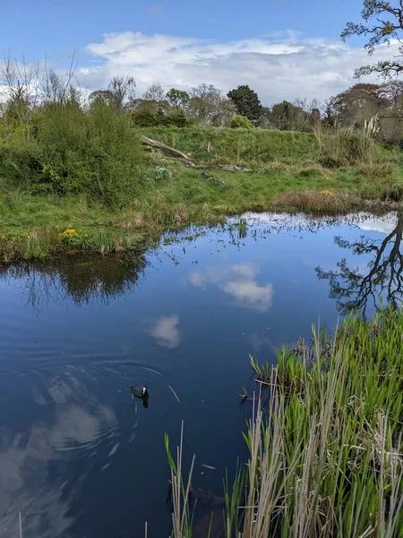 Kırsaldaki küçük nehirde vahşi ördek