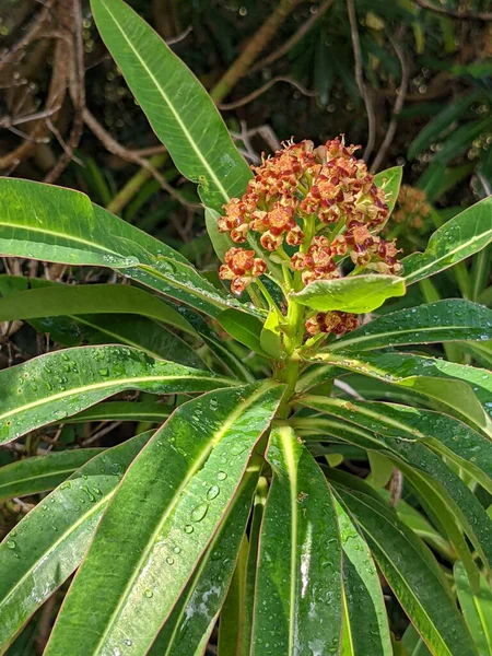 Yeşil bir ormanda çiçekli bir çalılığın yakınına.  