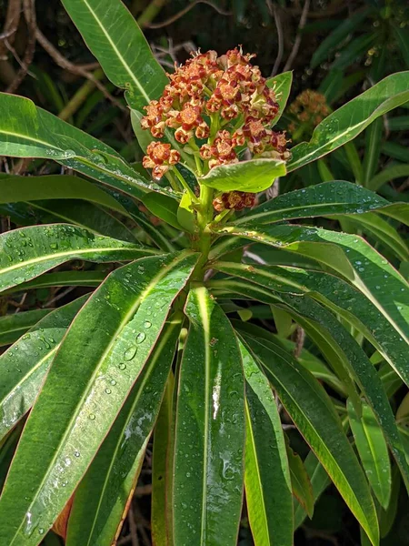 Yeşil bir ormanda çiçekli bir çalılığın yakınına.  