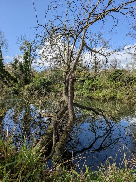 Vahşi ördek nehrin kıyısındaki bir ağaç gövdesinde oturuyor.