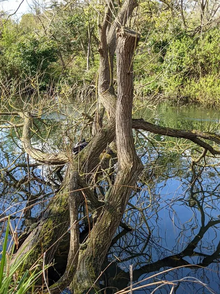 Pato Salvaje Sentado Tronco Árbol Cerca Del Río — Foto de Stock