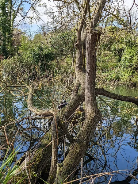 Vahşi ördek nehrin kıyısındaki bir ağaç gövdesinde oturuyor.