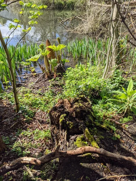 Kırsaldaki küçük bir göletin yemyeşil bitkisi. Bankalar doğal olarak su bitkileri ve çalılarla kaplıdır..