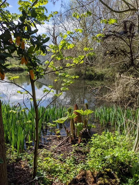 Kırsaldaki küçük bir göletin yemyeşil bitkisi. Bankalar doğal olarak su bitkileri ve çalılarla kaplıdır..