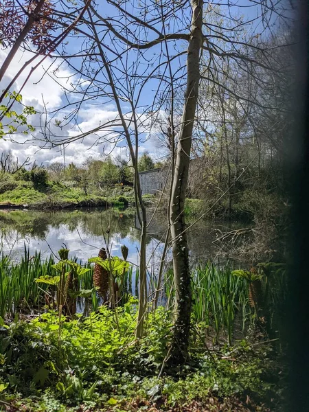 Lush Vegetation Small Pond Countryside Banks Naturally Overgrown Water Plants — Stockfoto