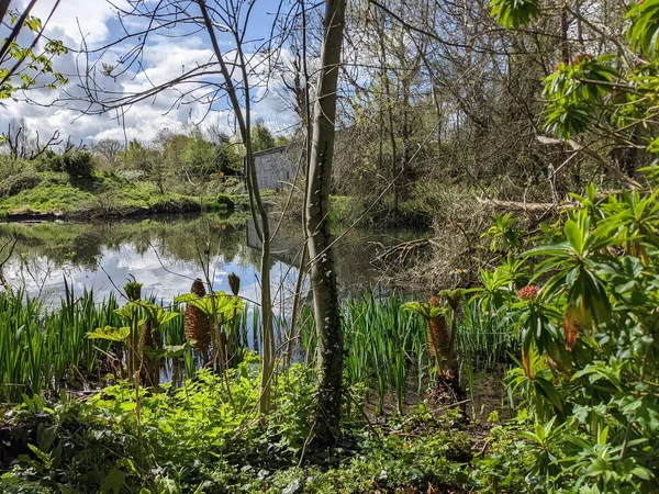 Kırsaldaki küçük bir göletin yemyeşil bitkisi. Bankalar doğal olarak su bitkileri ve çalılarla kaplıdır..