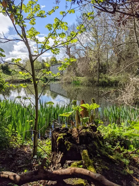 Kırsaldaki küçük bir göletin yemyeşil bitkisi. Bankalar doğal olarak su bitkileri ve çalılarla kaplıdır..